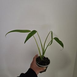 Monstera Burlemarxs flame