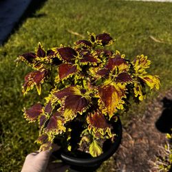 Coleus Plants