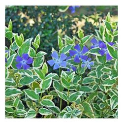 Bare Root Vinca Cascading Ground Cover Plants