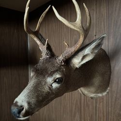 3  Washington State Deer 