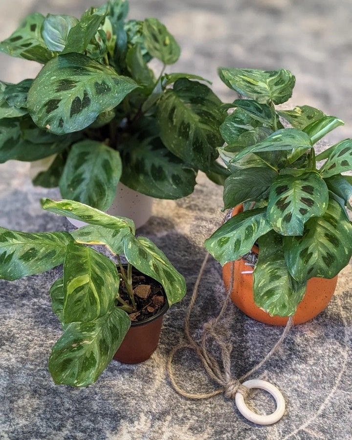 Maranta Variegated 'Beauty Kim'