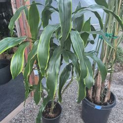 Dracaena Plant 10" Pot 4.7ft Tall