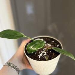 Houseplant Green Princess Philodendron 