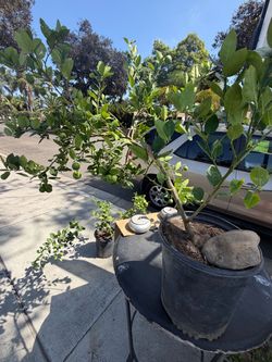 Potted Citrus Tree with Fruit