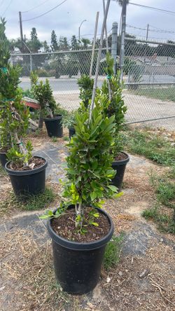 Ficus plant