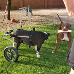 K9 Cart Wheelchair