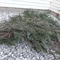 Spruce Tree Branches 