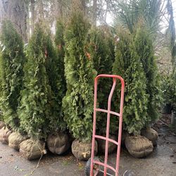 Nice Big Privacy Trees 