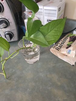 Plant 🪴. Has one root