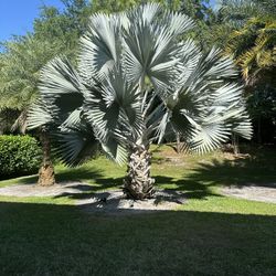 Bismarck Palm Tree Free