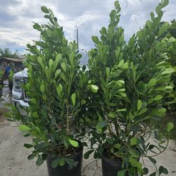 huge clusias over 6 feet tall  Instant  privacy Hedge for fence 