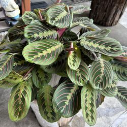 Maranta Red Plants Indoor $30 More Plants Differents Prices