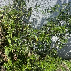 Plantas De Chiltepin
