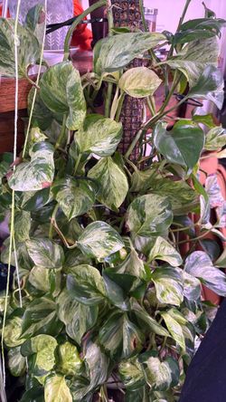 10” N’Joy Pothos