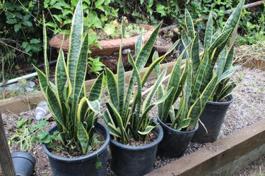 Snake plant