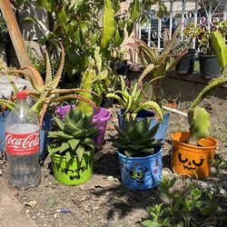 Cactus a 5 dolares cada uno