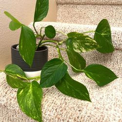 Golden Pothos House Plant In Beautiful Textured Ceramic Pot 4"H.