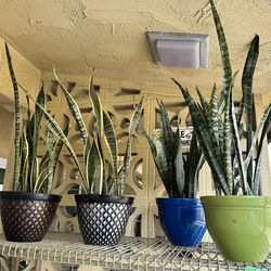 Snake Plants 🪴