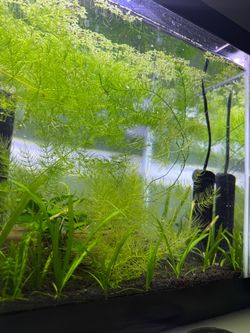 Red cherry shrimp aquarium decoration and live aquarium plants
