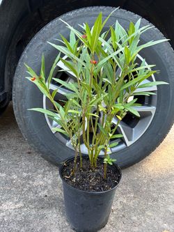 Milkweed plant Asclepias