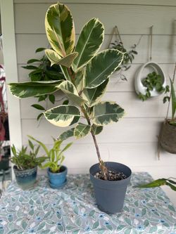 Ficus Tienke
