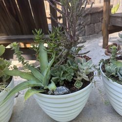 Succulents 
