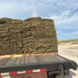Premium Florida Sod • Cut Fresh Daily