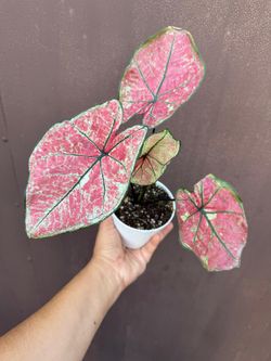 4” caladium strawberry star