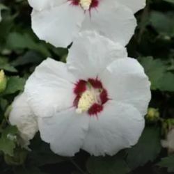 One Healthy Plant of a white Rose Of Sharon