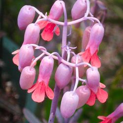 Kalanchoe Lavender Scallops 🪷🌿