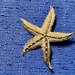 Vintage Goldtone STARFISH Brooch