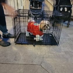 Kennel