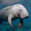 Manatee Thrasher