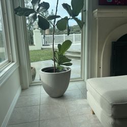 Real Fiddle Leaf Fig Plant (ficus Lyrata)