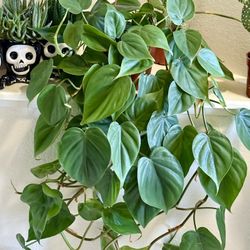🪴HEART♥️LEAF or SWEETHEART philodendron 🙏PLS READ DESCRIPTION