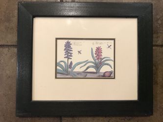 Vintage Botanical art, framed , 10x12 inches