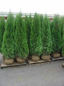 Emerald Green Arborvitae Trees