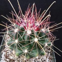 Pink Glory Of Texas Cactus 🌵🌸