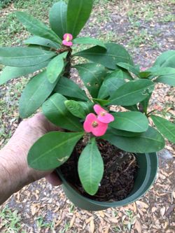 Beautiful Crown of thorn Plants
