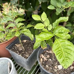 Wampee Fruit Tree Plant