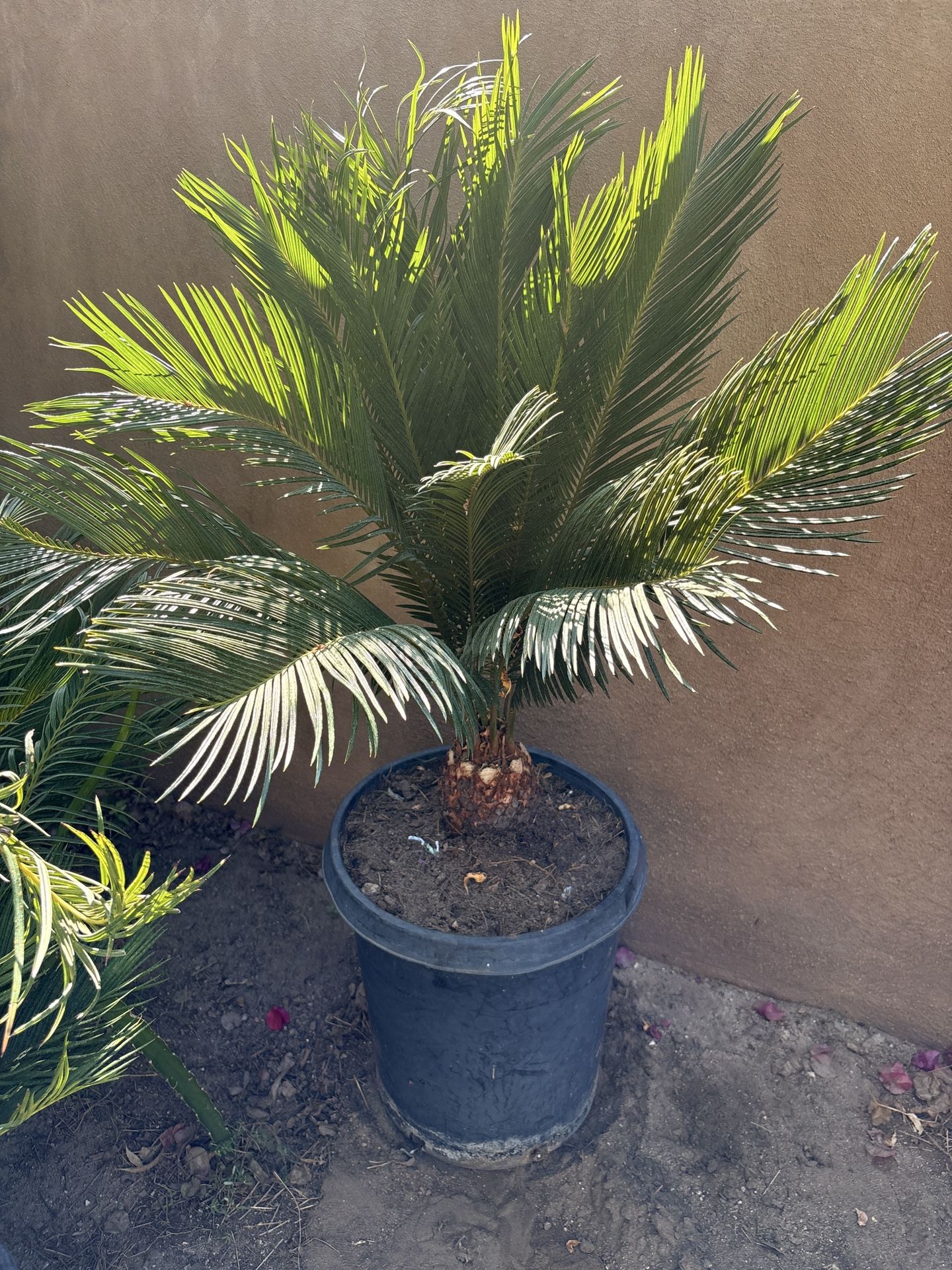 πΏ Sago Palm β Patio Ready / Locally Grown πΏ