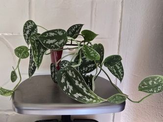Satin Pothos With Pot
