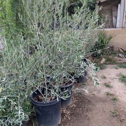 Olive Trees 36$ Queen Palms 25$ Both In 15 Gallon Containers 