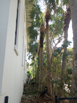 palm pruning 