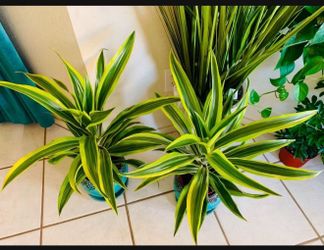 💙Beautiful Lemon Lime Dracaena HEIGHT 27” 👉PLS READ DESCRIPTION 