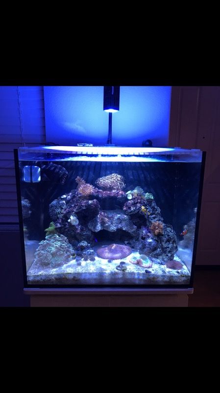 Innovative Marine Nuvo 40 Fusion aquarium with Kessil and Ghost Skimmer