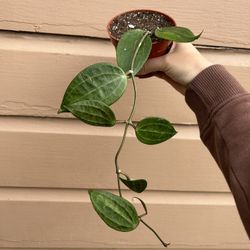 4” hoya macrophylla green form