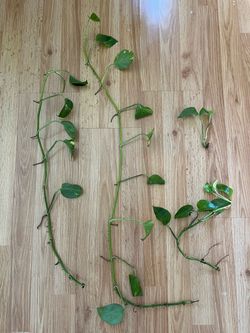 Pothos rooted vines