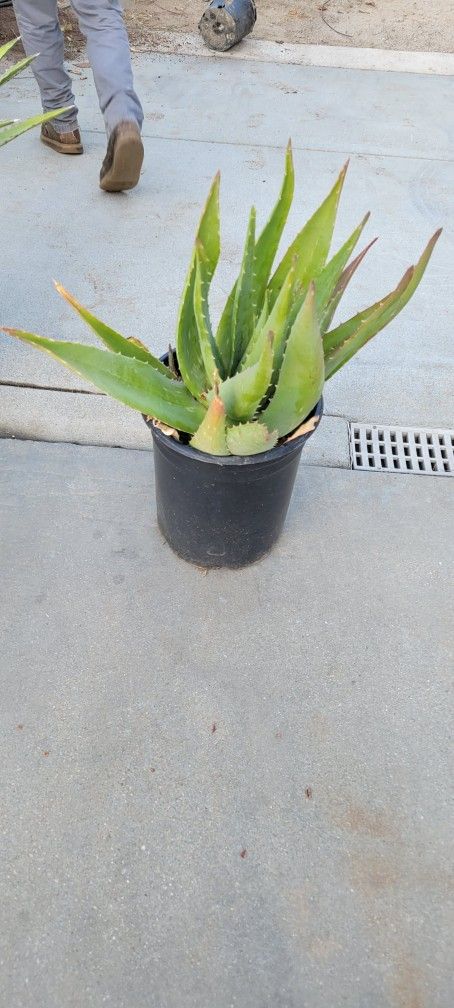 Aloe Vera Plant