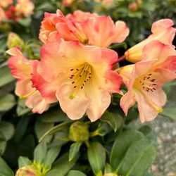 Plants, Shrubs, Grasses For Sale